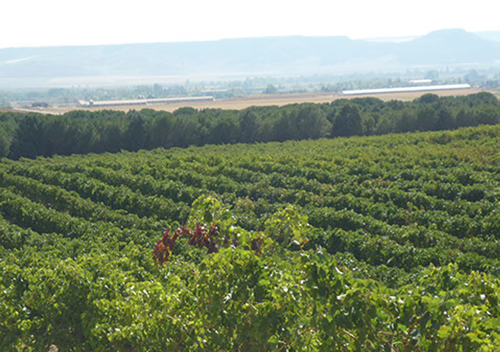 Viñedos de Bodegas Santa Rufina
